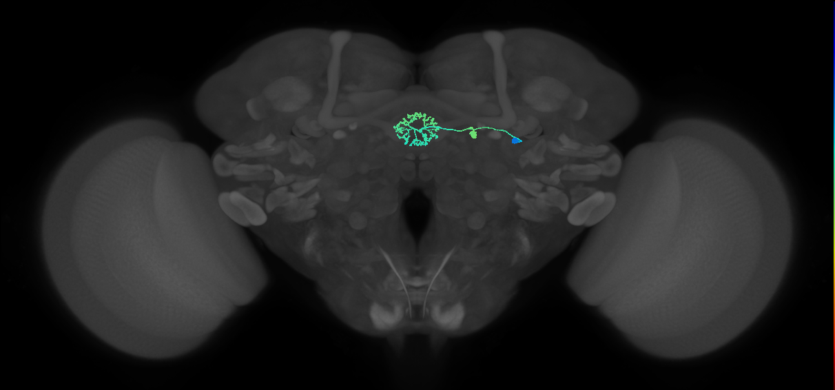 ER3d_d(ring)_R (FlyEM-HB:1261432168)