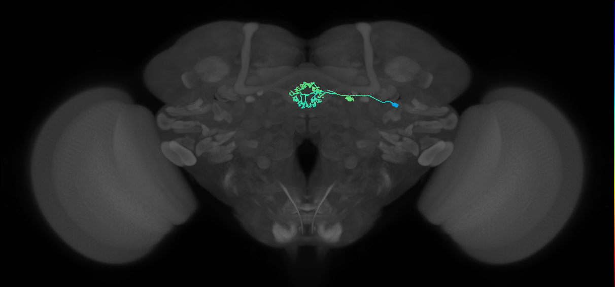 ER3d_d(ring)_R (FlyEM-HB:1261423534)