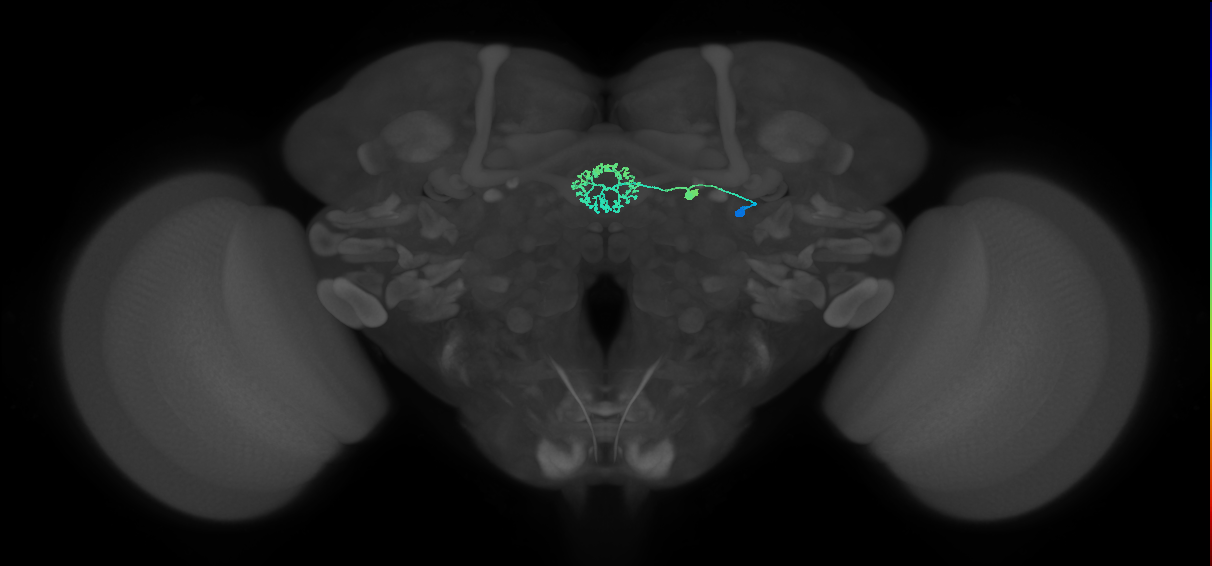 ER3d_d(ring)_R (FlyEM-HB:1292121433)