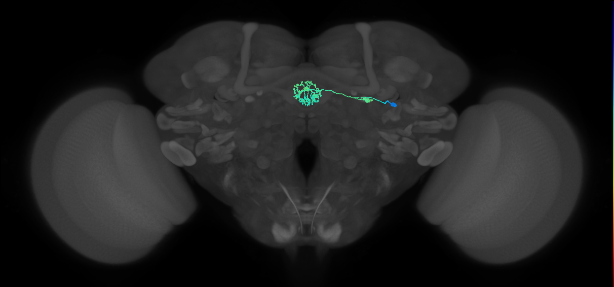 ER3m(ring)_R (FlyEM-HB:1262105630)