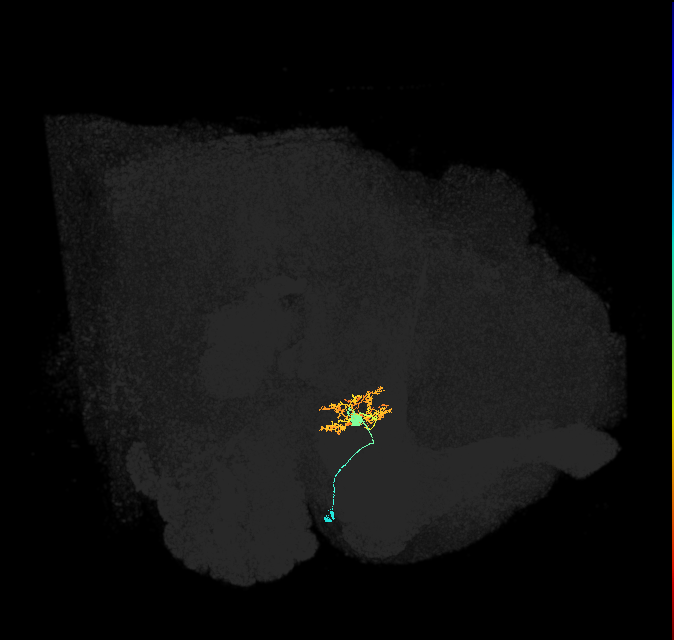 ER3m(ring)_R (FlyEM-HB:1292807819)