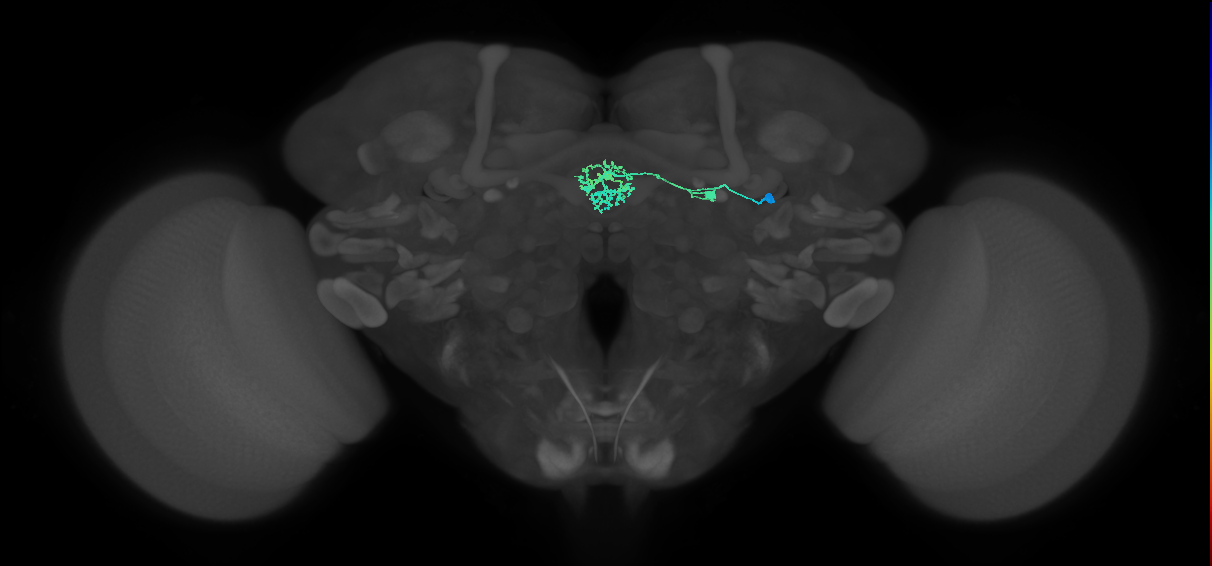 ER3m(ring)_R (FlyEM-HB:1292807819)