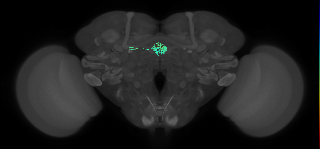 ER3m(ring)_L (FlyEM-HB:1292799346)
