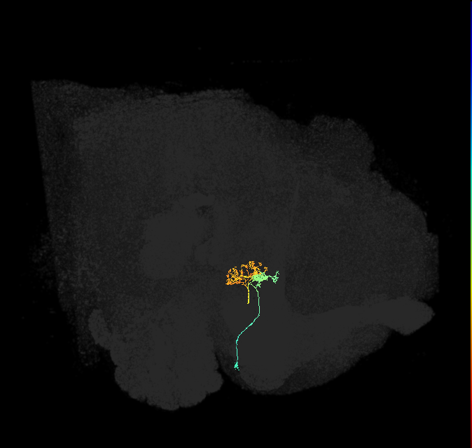 ER3p_a(ring)_R (FlyEM-HB:5813020568)