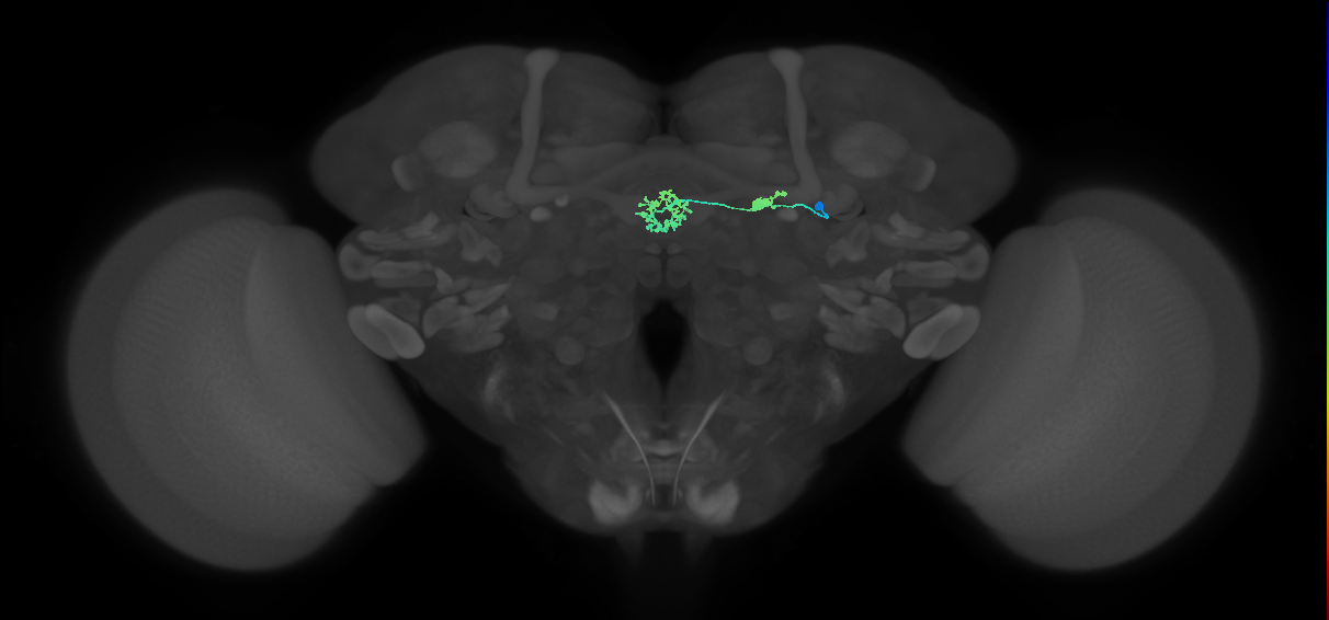 ER3p_a(ring)_R (FlyEM-HB:5813020568)
