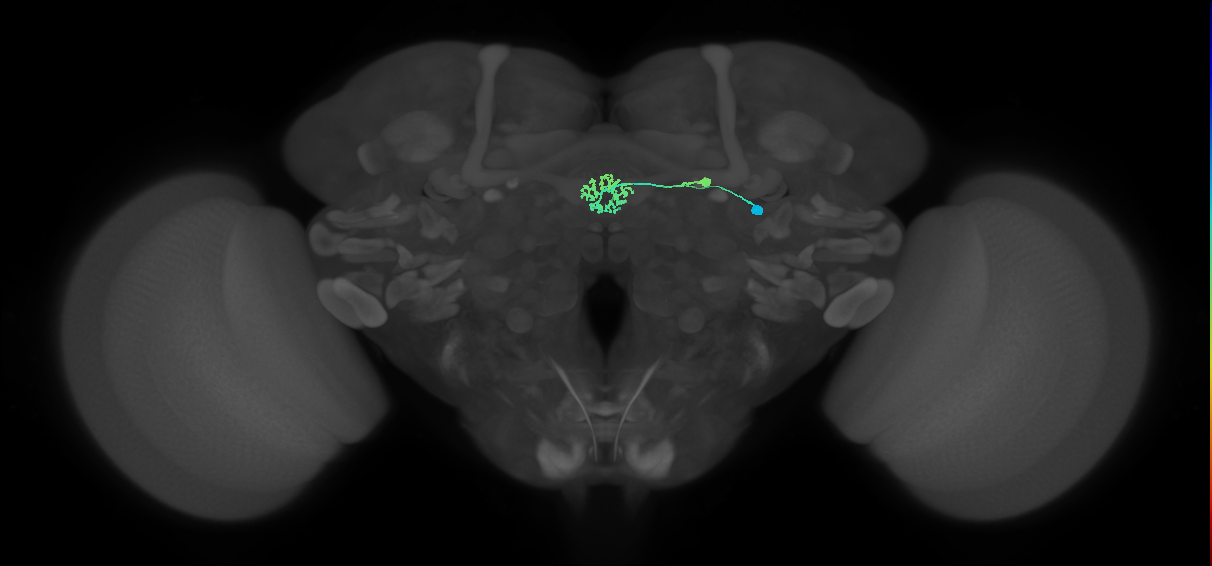 ER3p_a(ring)_R (FlyEM-HB:5813020585)