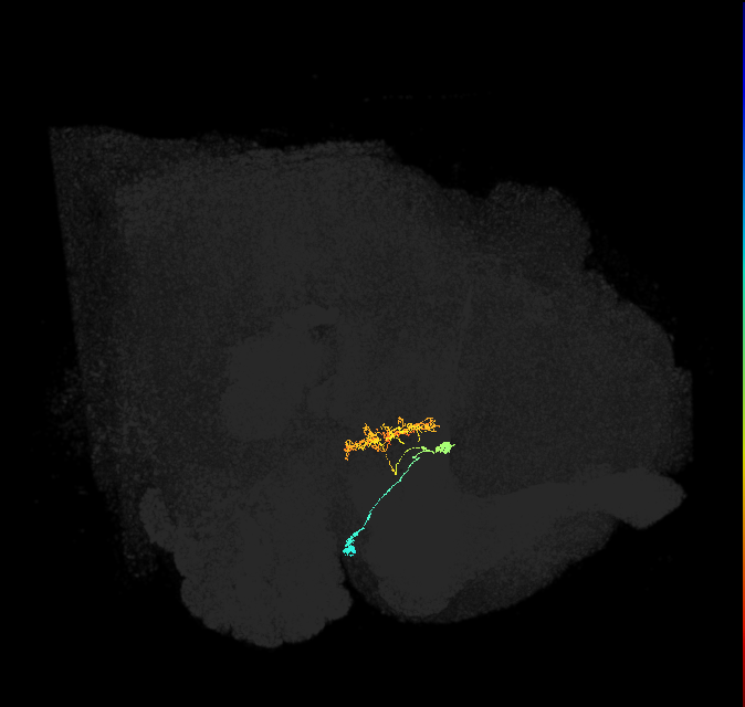 ER3w(ring)_R (FlyEM-HB:1260754053)