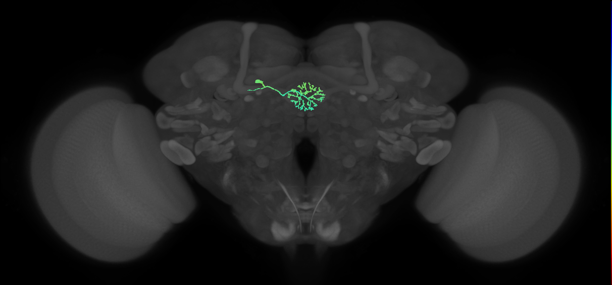 ER3w(ring)_L (FlyEM-HB:1199431561)
