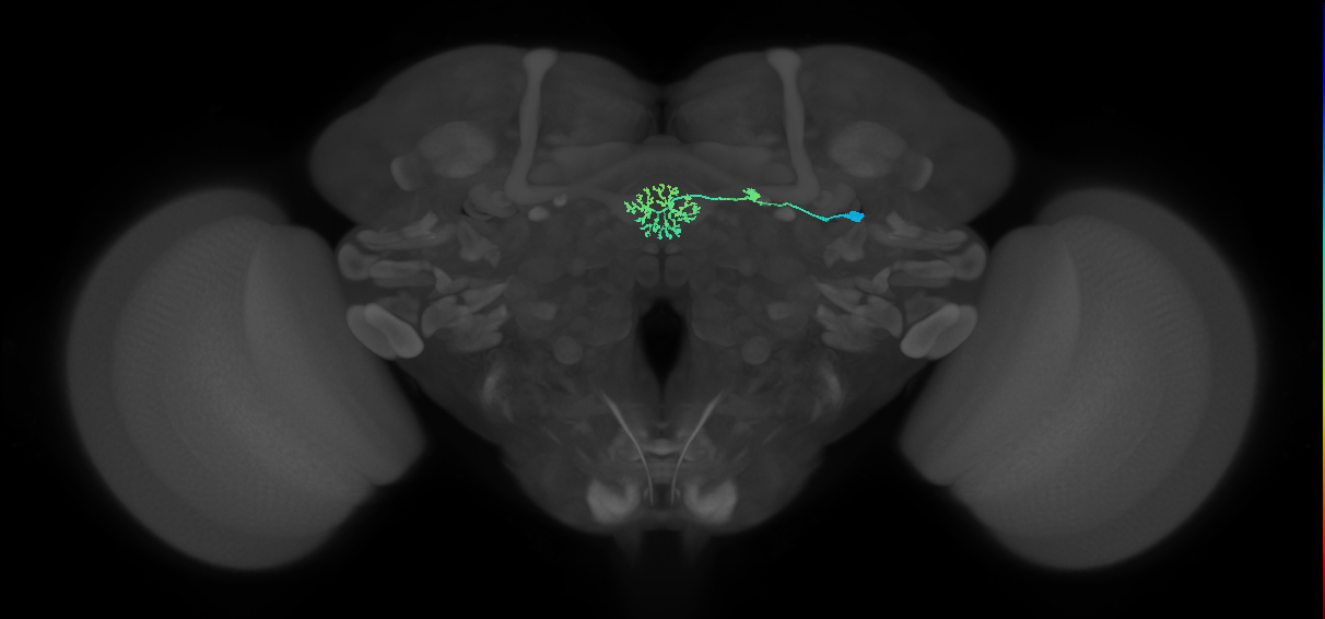 ER3w(ring)_R (FlyEM-HB:5813020455)