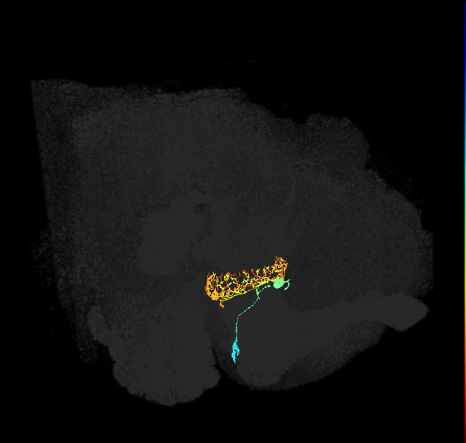 ER4d(ring)_R (FlyEM-HB:1167632513)