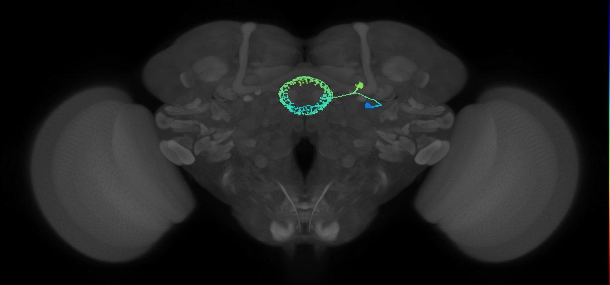 ER4d(ring)_R (FlyEM-HB:1167891559)