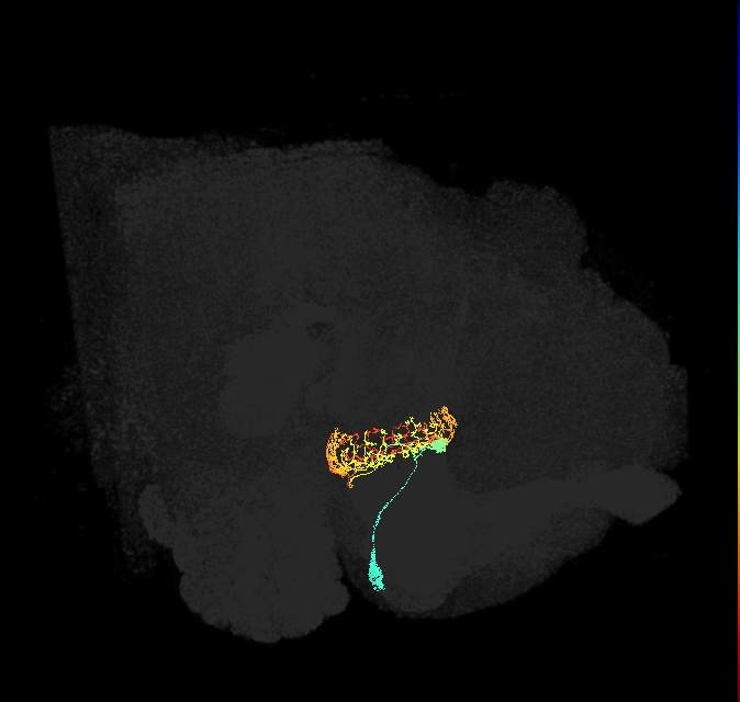 ER4d(ring)_R (FlyEM-HB:1167295916)