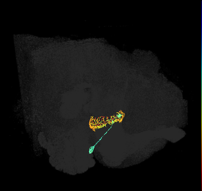 ER4d(ring)_R (FlyEM-HB:1198693217)