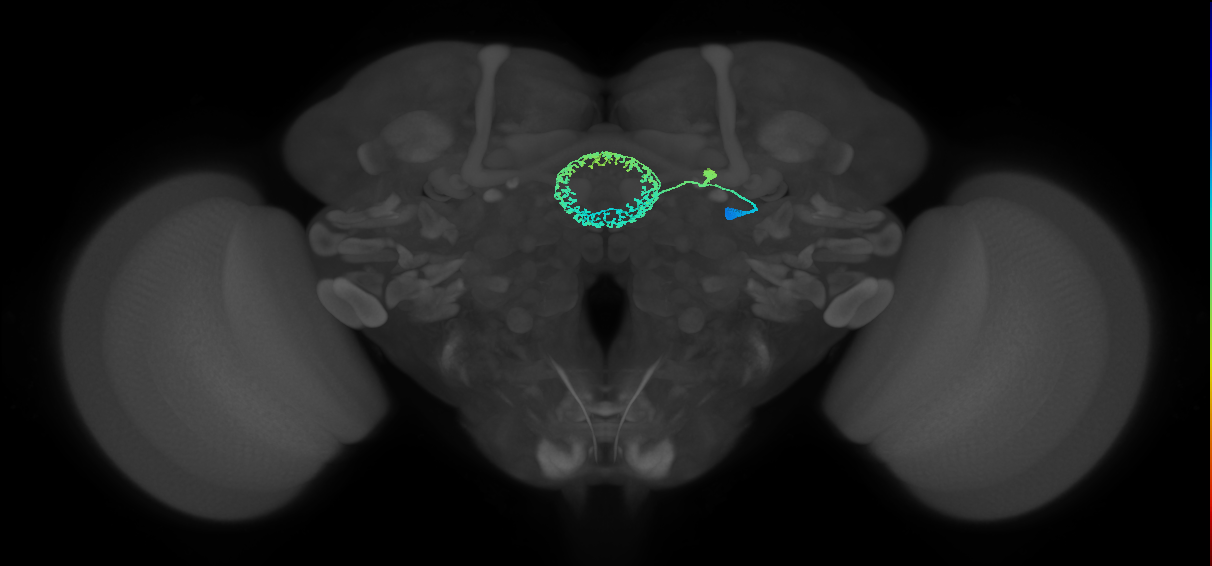 ER4d(ring)_R (FlyEM-HB:1198693217)