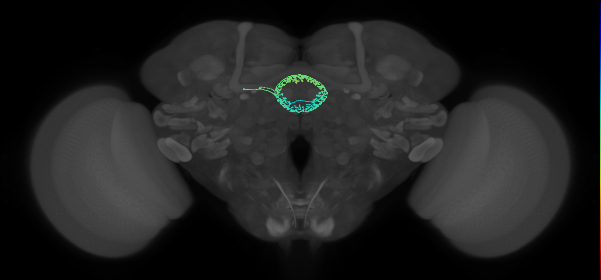 ER4d(ring)_L (FlyEM-HB:1261056809)