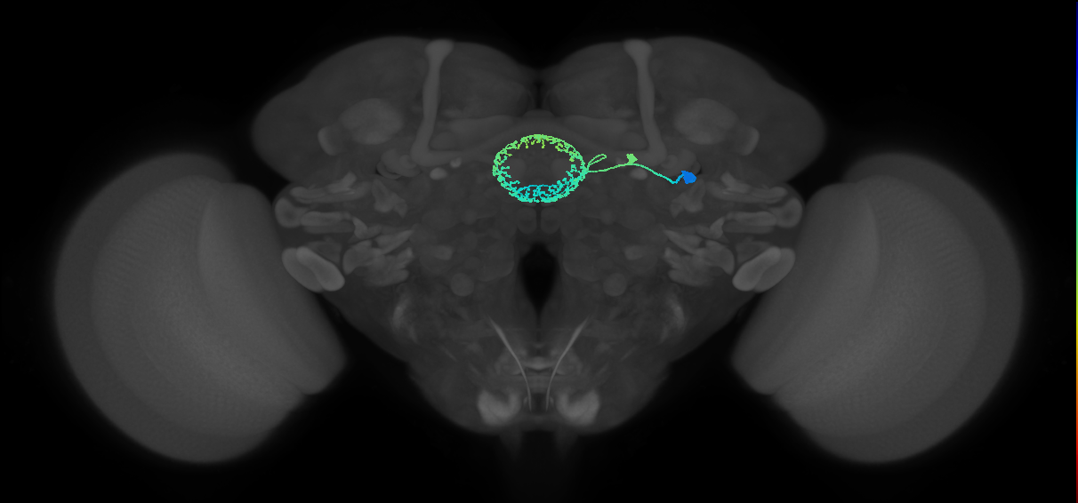 ER4d(ring)_R (FlyEM-HB:1261000309)