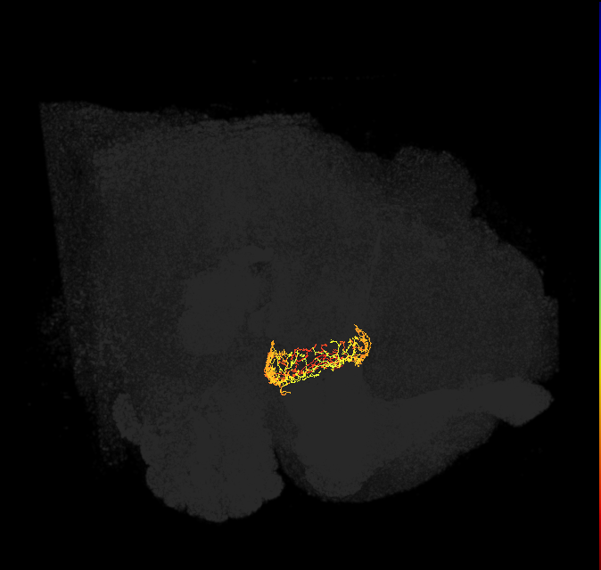 ER4d(ring)_L (FlyEM-HB:1198006801)