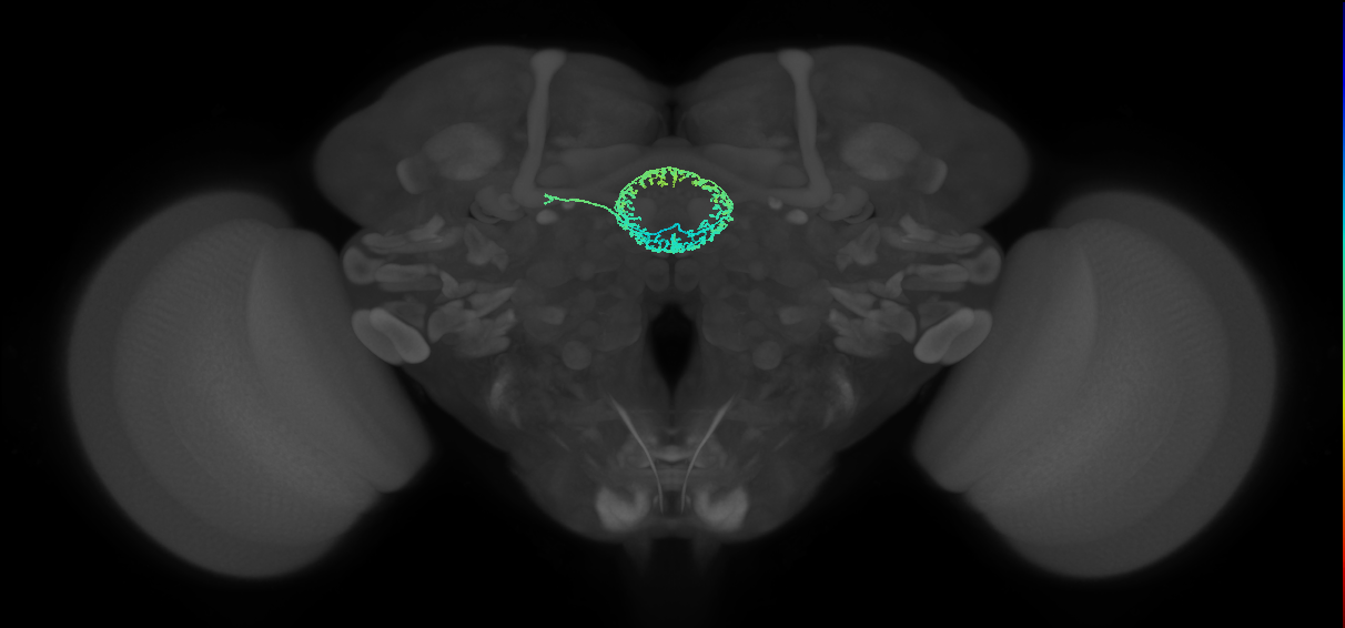 ER4d(ring)_L (FlyEM-HB:1198006801)