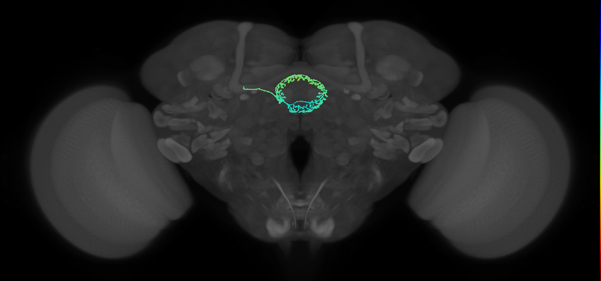 ER4d(ring)_L (FlyEM-HB:1167982211)