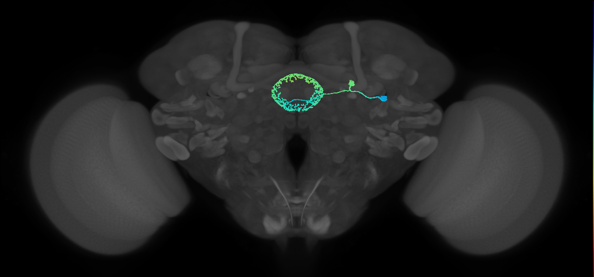 ER4d(ring)_R (FlyEM-HB:1167304403)