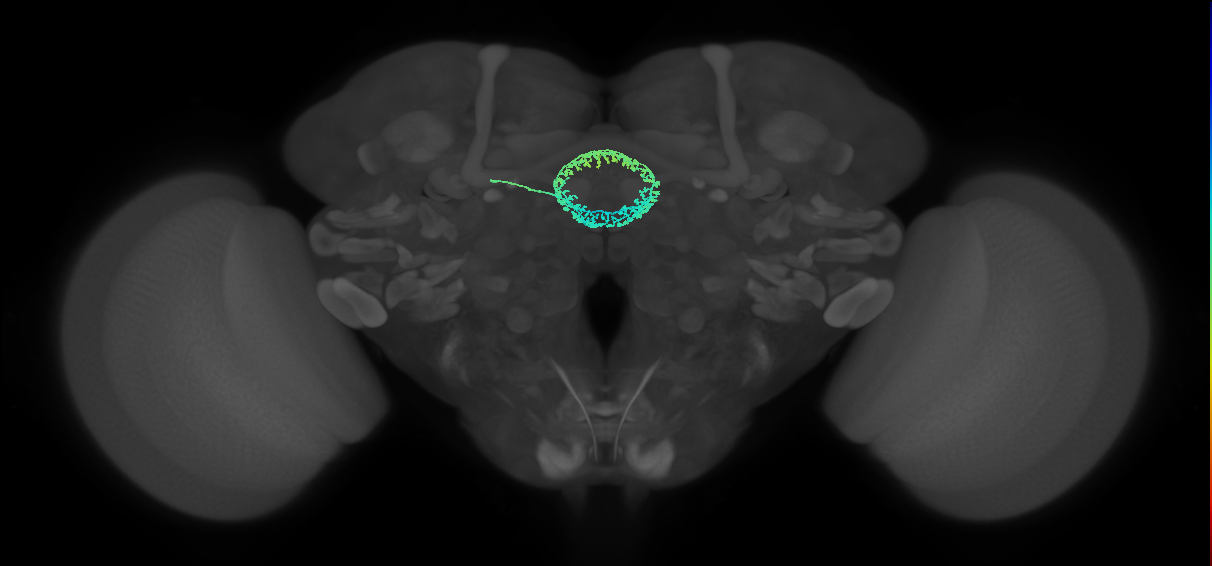 ER4d(ring)_L (FlyEM-HB:1230026228)