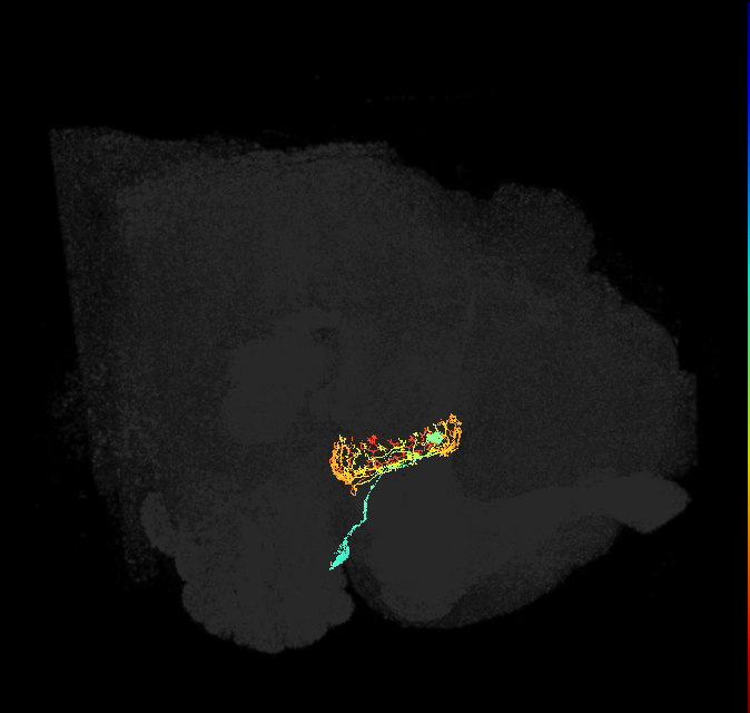 ER4d(ring)_R (FlyEM-HB:1324145475)