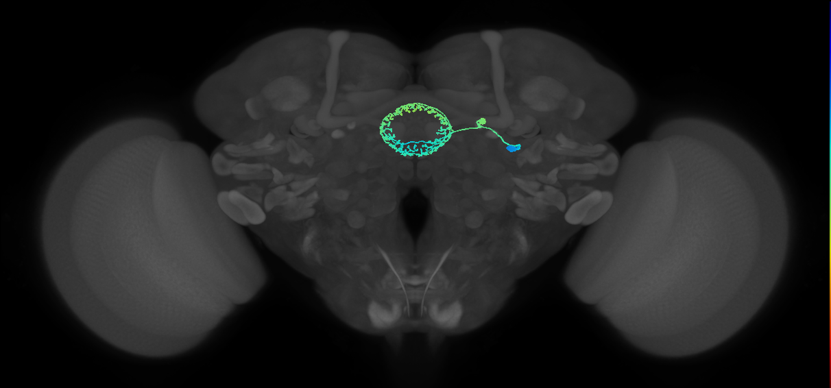 ER4d(ring)_R (FlyEM-HB:1324145475)
