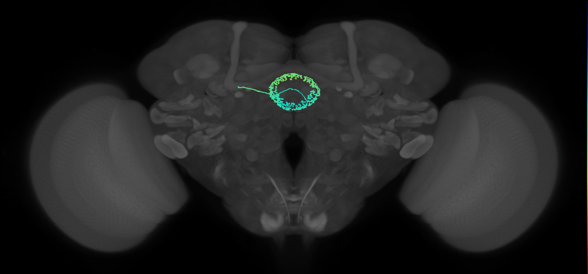 ER4d(ring)_L (FlyEM-HB:1167300055)