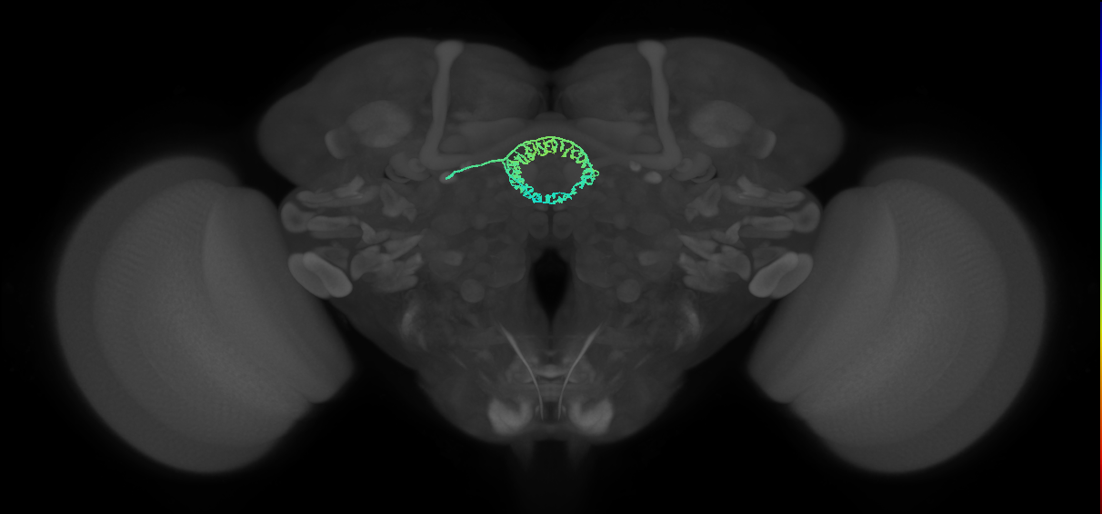 ER4m(ring)_L (FlyEM-HB:1167641412)