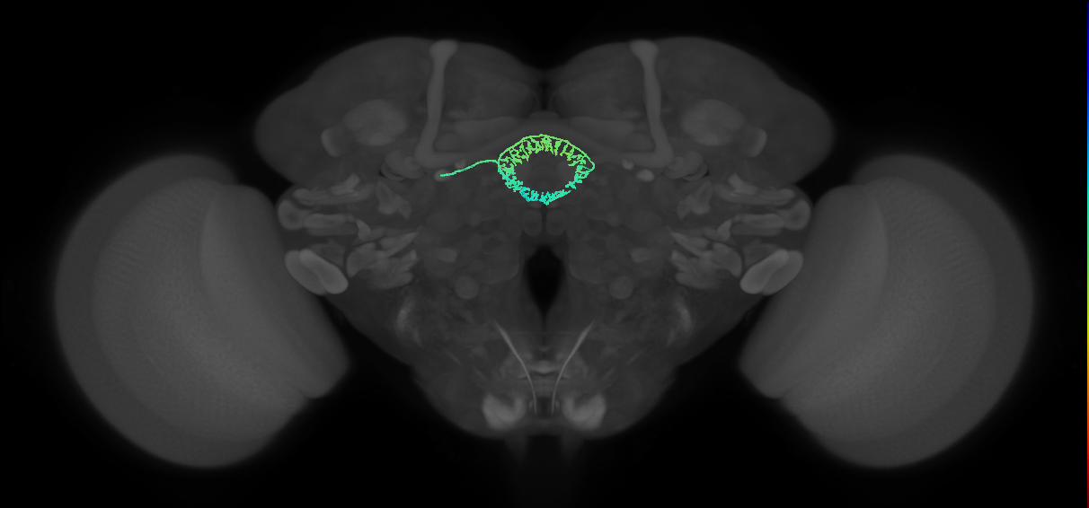 ER4m(ring)_L (FlyEM-HB:1167977970)