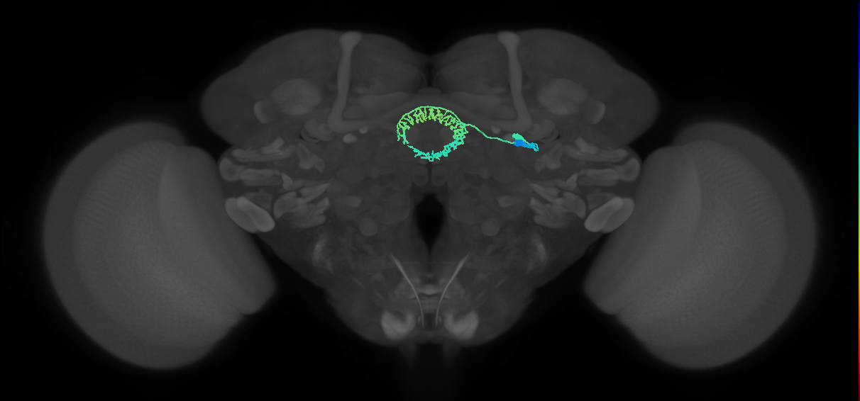 ER4m(ring)_R (FlyEM-HB:1198326456)