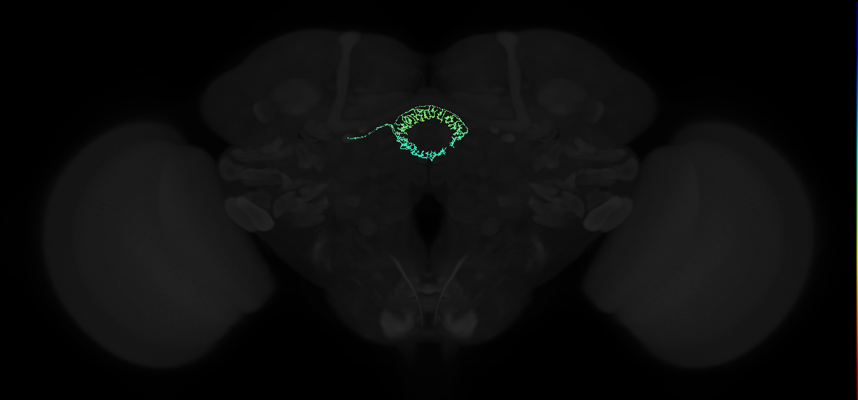 adult ellipsoid body ring neuron R4m