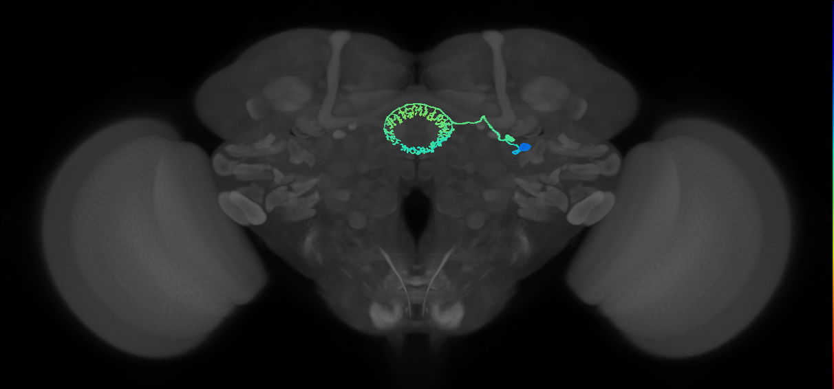 ER4m(ring)_R (FlyEM-HB:1292847181)