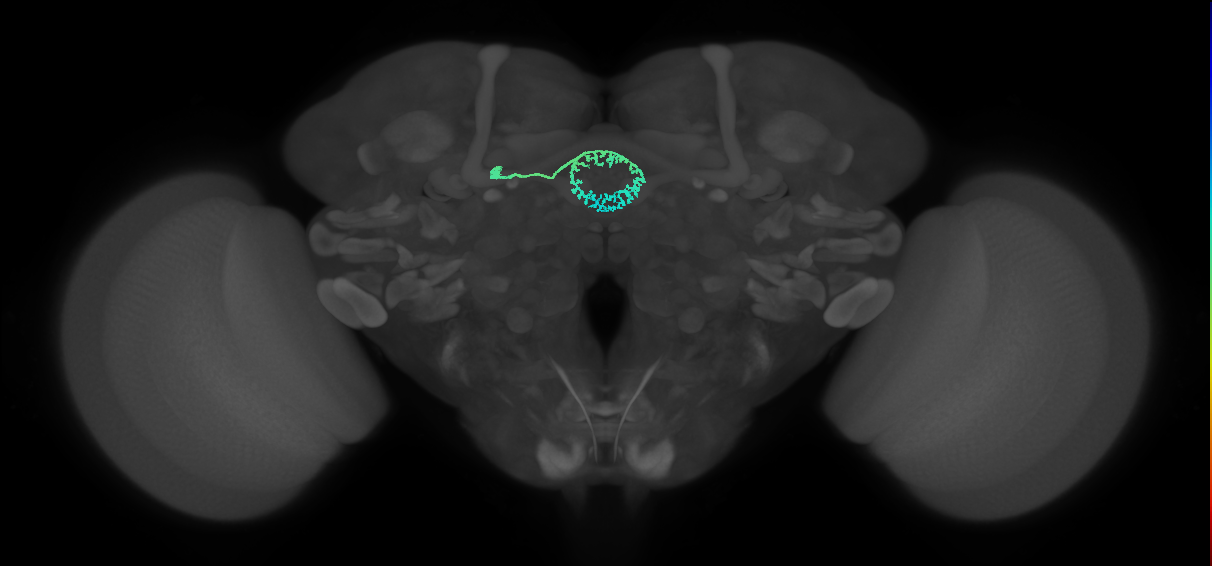 ER5(ring)_L (FlyEM-HB:1200049187)