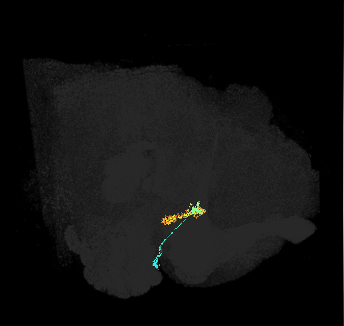 ER5(ring)_R (FlyEM-HB:5813020453)