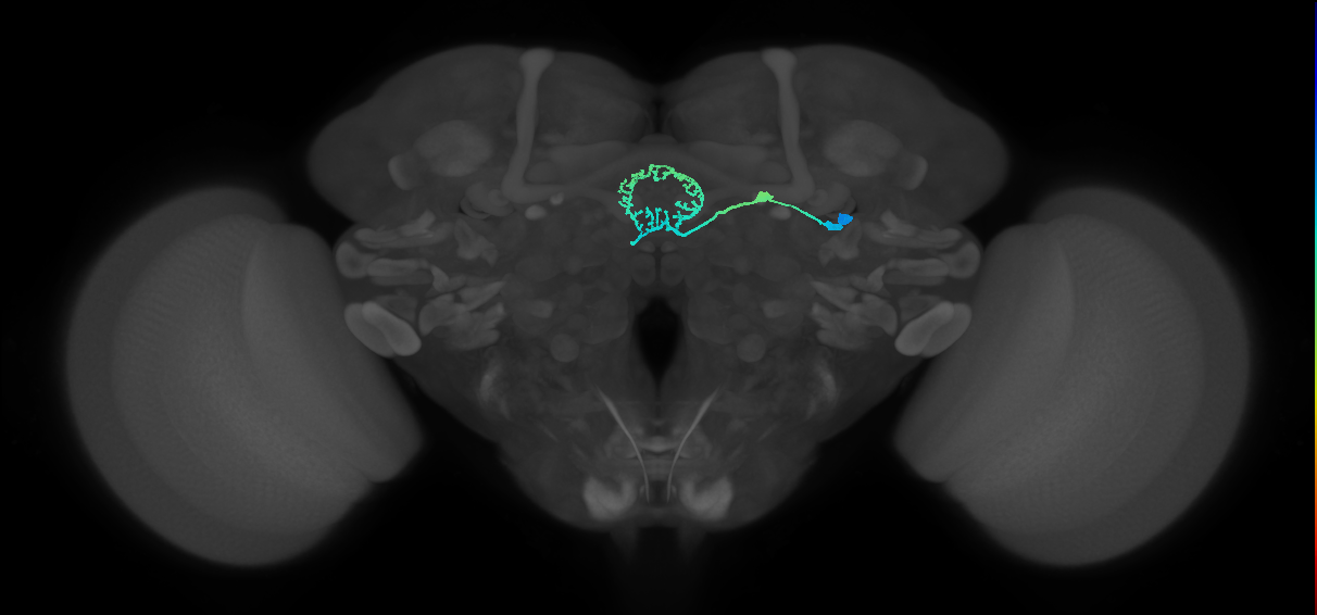 ER5(ring)_R (FlyEM-HB:1230742552)