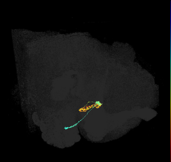 ER5(ring)_R (FlyEM-HB:1230742517)