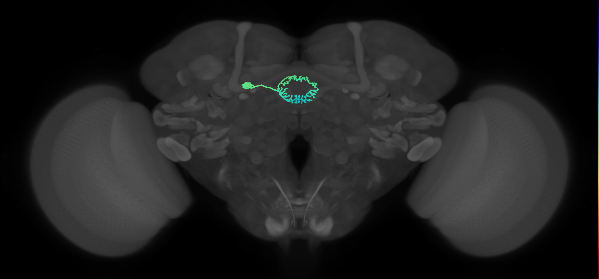 ER5(ring)_L (FlyEM-HB:1230742431)