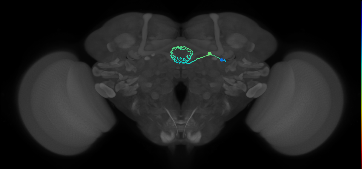 ER5(ring)_R (FlyEM-HB:1231066662)