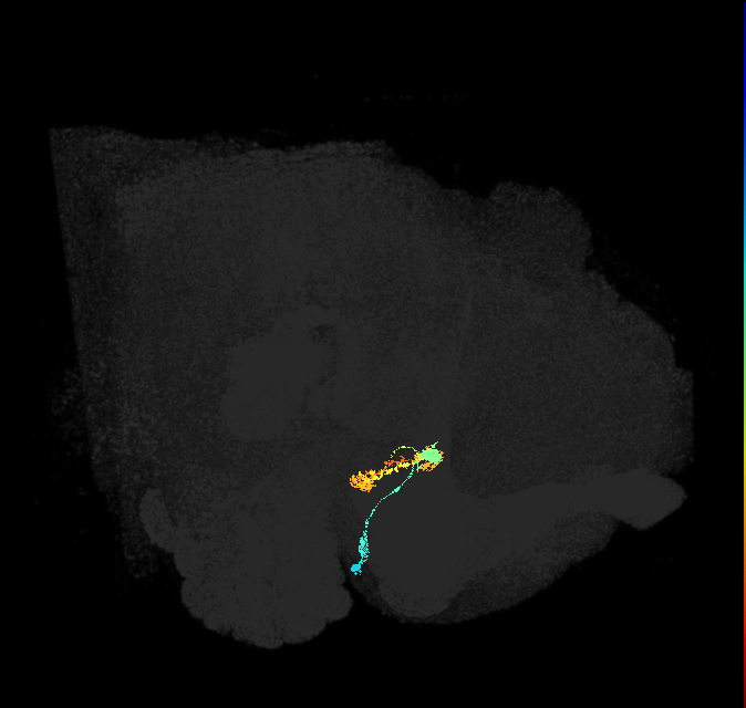 ER5(ring)_R (FlyEM-HB:1230738237)