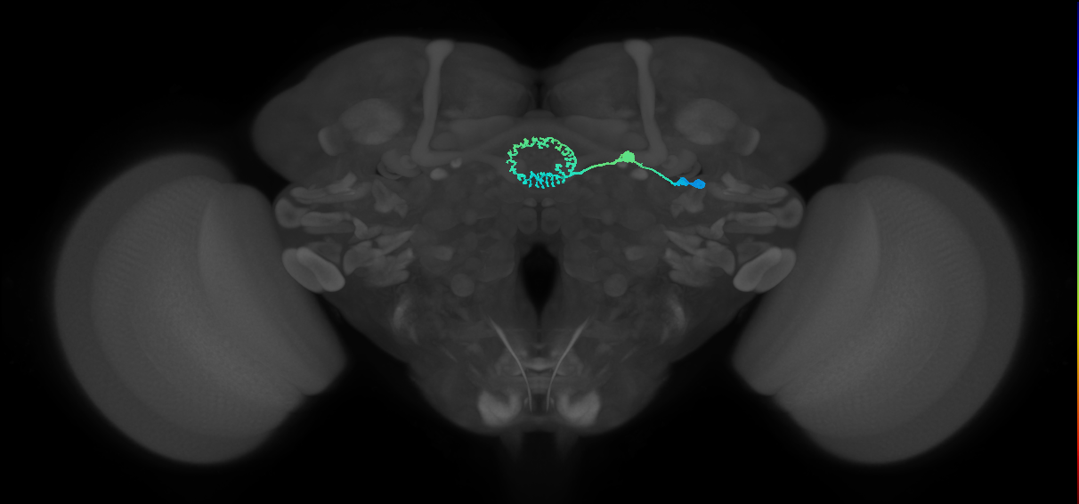 ER5(ring)_R (FlyEM-HB:1230738237)