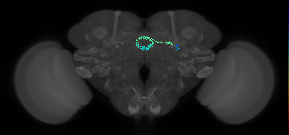 ER5(ring)_R (FlyEM-HB:5812979604)