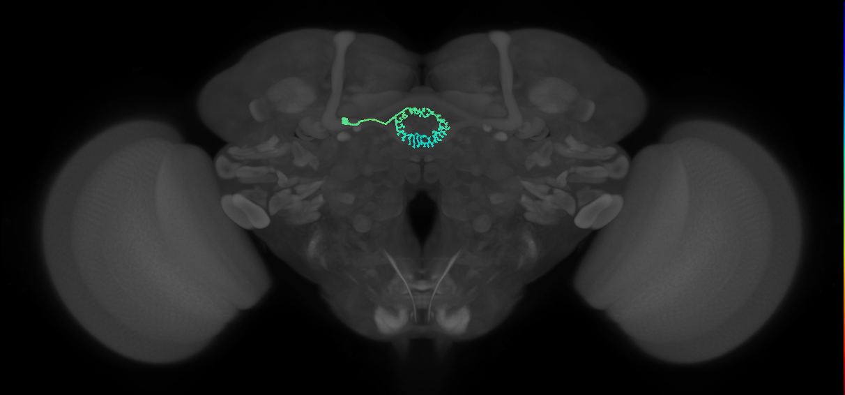 ER5(ring)_L (FlyEM-HB:5813049931)