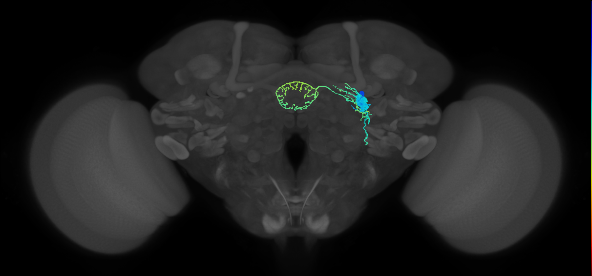 ER6(ring)_R (FlyEM-HB:5812983734)