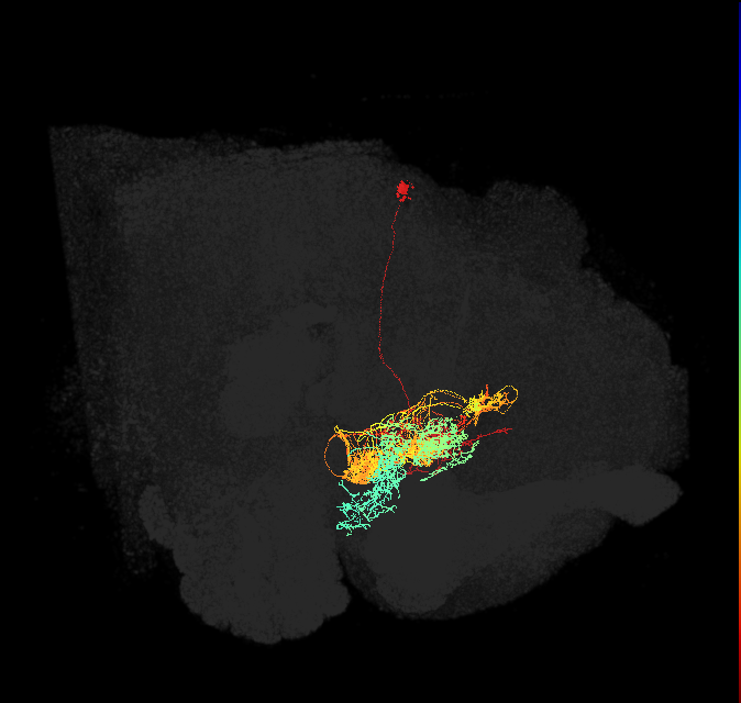 ExR1(ring)_L (FlyEM-HB:917647959)