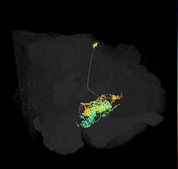 ExR1(ring)_R (FlyEM-HB:948709216)