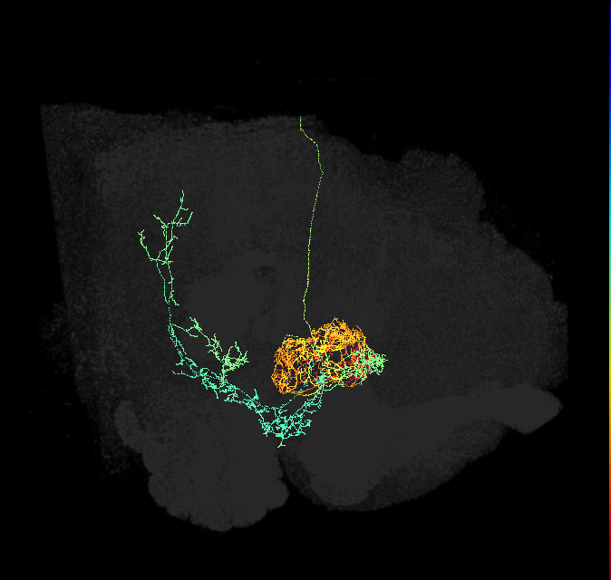 ExR2(PPM3-EB-DAN/ring)_R (FlyEM-HB:1449247522)