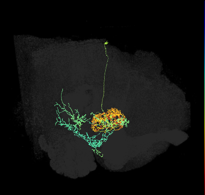 ExR2(PPM3-EB-DAN/ring)_R (FlyEM-HB:1198330286)