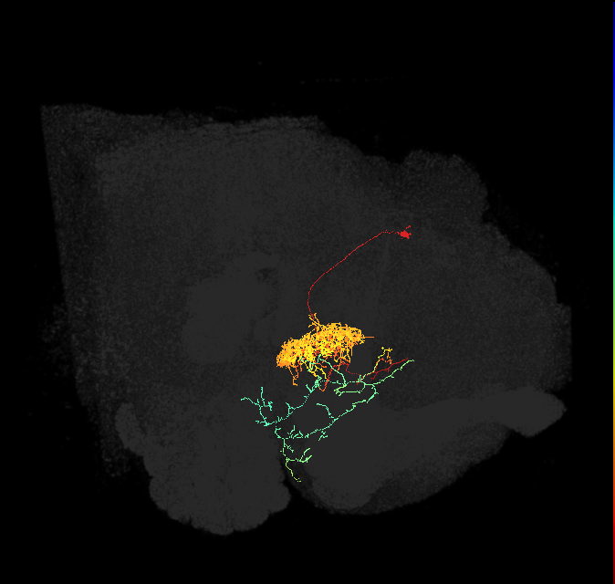 ExR7(ring)_L (FlyEM-HB:1005710800)