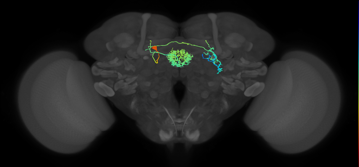 ExR7(ring)_L (FlyEM-HB:1005710800)